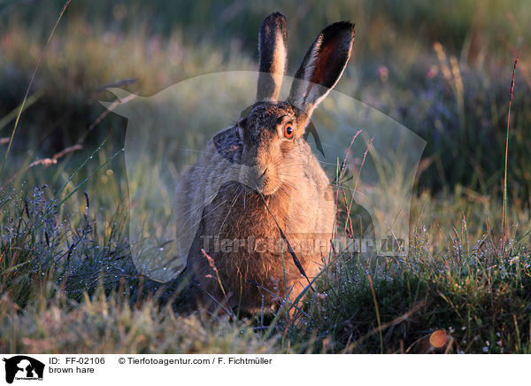 brown hare / FF-02106
