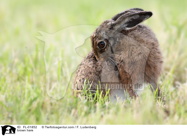 brown hare / FL-01852