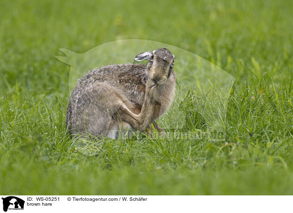Feldhase / brown hare / WS-05251