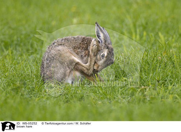 brown hare / WS-05252
