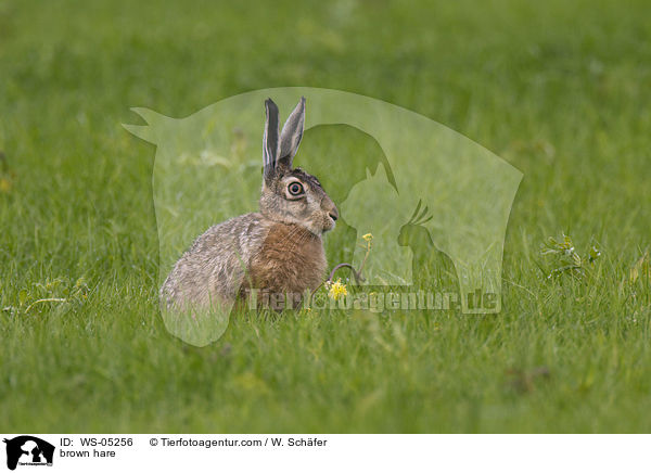 brown hare / WS-05256