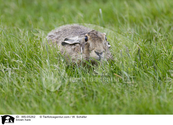 brown hare / WS-05262