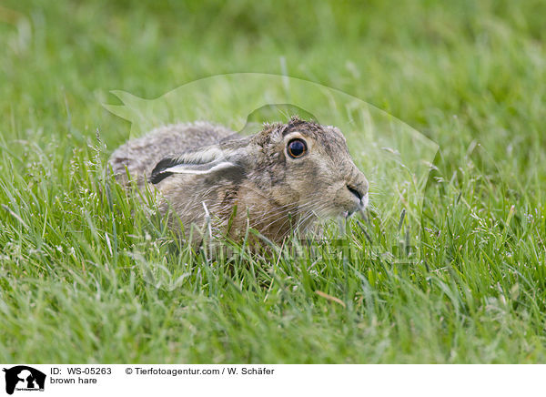 brown hare / WS-05263