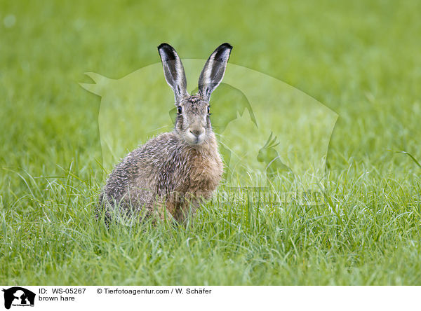 brown hare / WS-05267