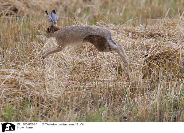 brown hare / SO-02680