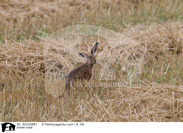 brown hare / SO-02681