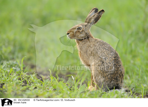 brown hare / DV-02630