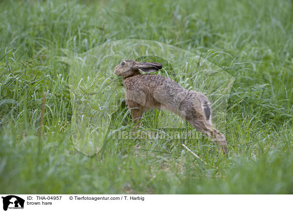 brown hare / THA-04957