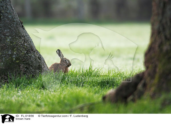 Feldhase / brown hare / FL-01856