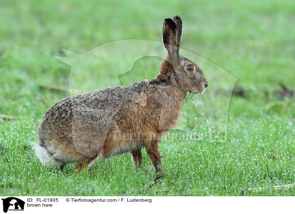 brown hare / FL-01905