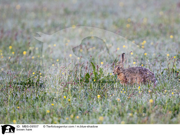 brown hare / MBS-09507