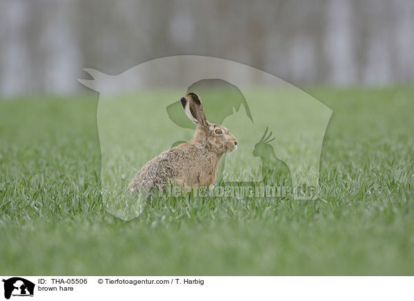 brown hare / THA-05506