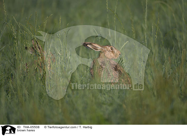 brown hares / THA-05508