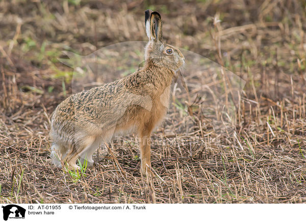 brown hare / AT-01955