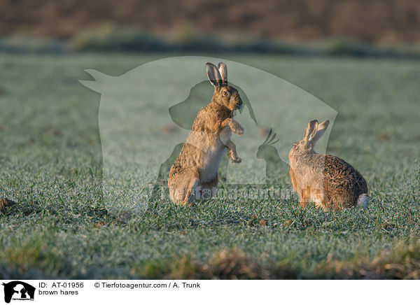 brown hares / AT-01956
