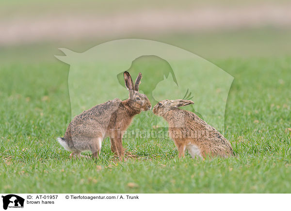 brown hares / AT-01957