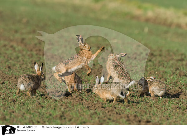 brown hares / AT-02053