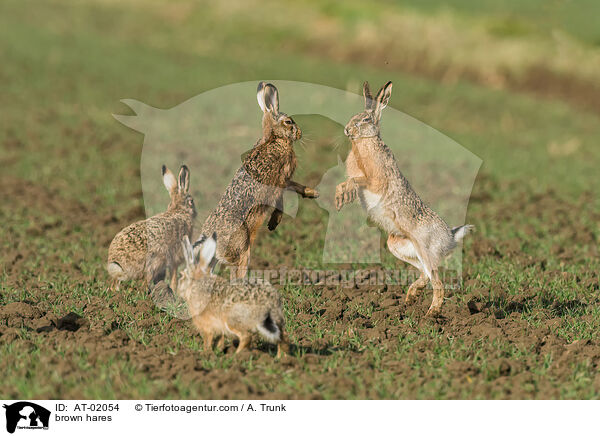 brown hares / AT-02054