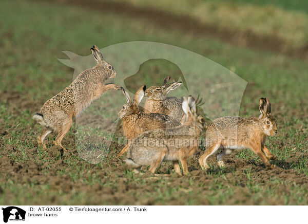 Feldhasen / brown hares / AT-02055