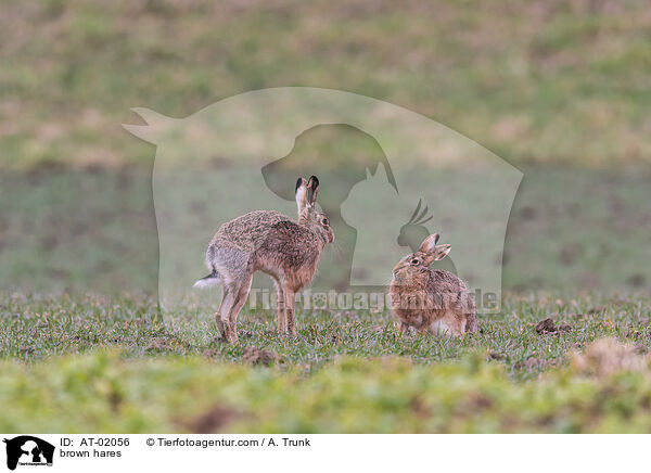 brown hares / AT-02056