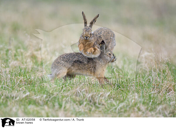 brown hares / AT-02058