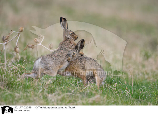 brown hares / AT-02059