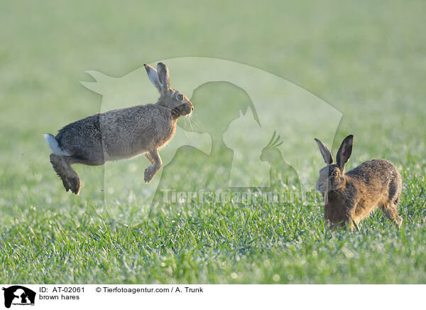brown hares / AT-02061