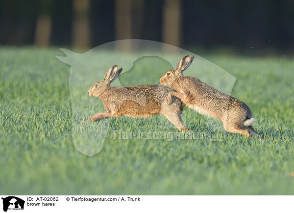 brown hares / AT-02062