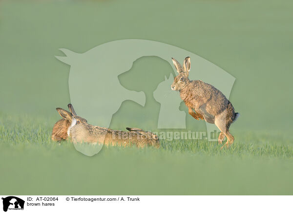 brown hares / AT-02064