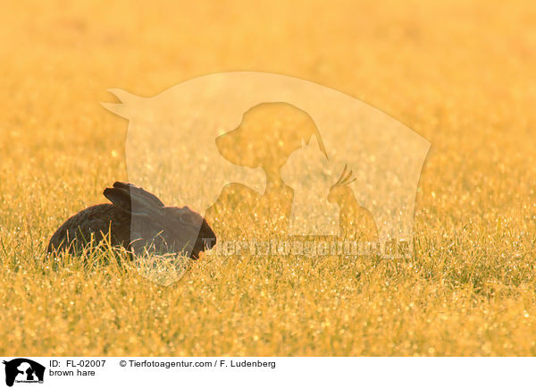 Feldhase / brown hare / FL-02007