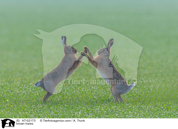 brown hares / AT-02173