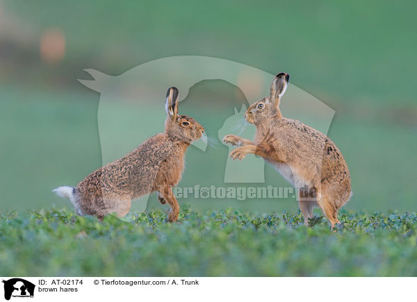 brown hares / AT-02174