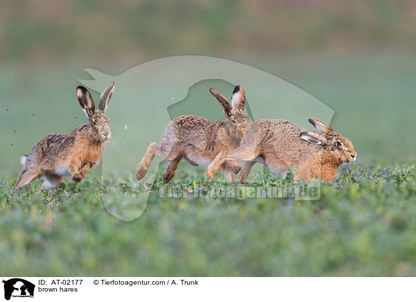 Feldhasen / brown hares / AT-02177