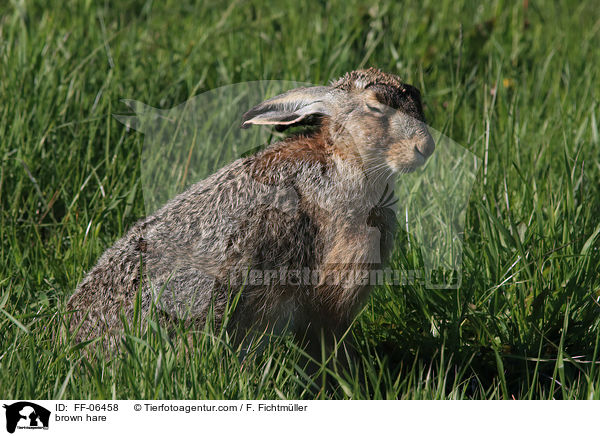 Feldhase / brown hare / FF-06458
