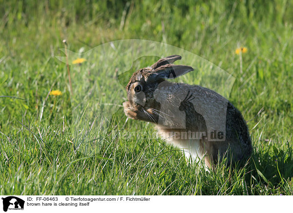 brown hare is cleaning itself / FF-06463