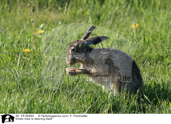 brown hare is cleaning itself / FF-06464