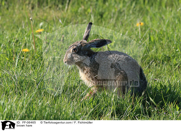 brown hare / FF-06465