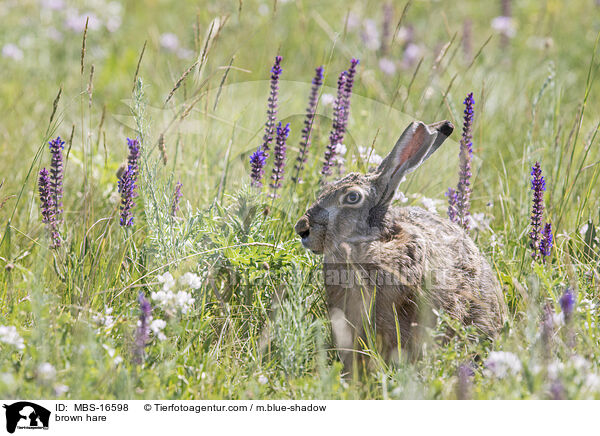 brown hare / MBS-16598