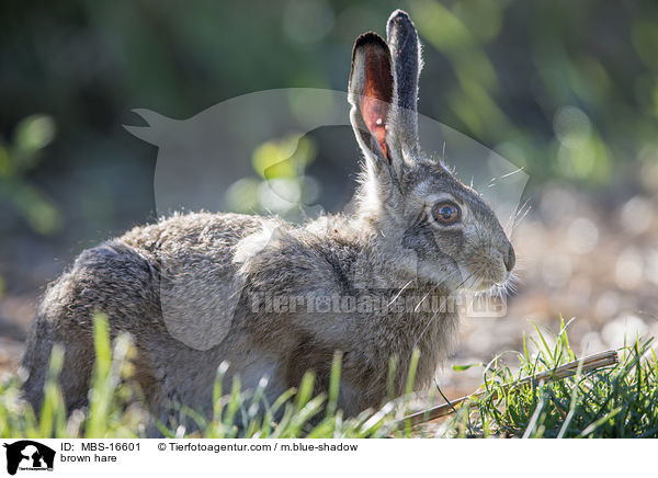 brown hare / MBS-16601
