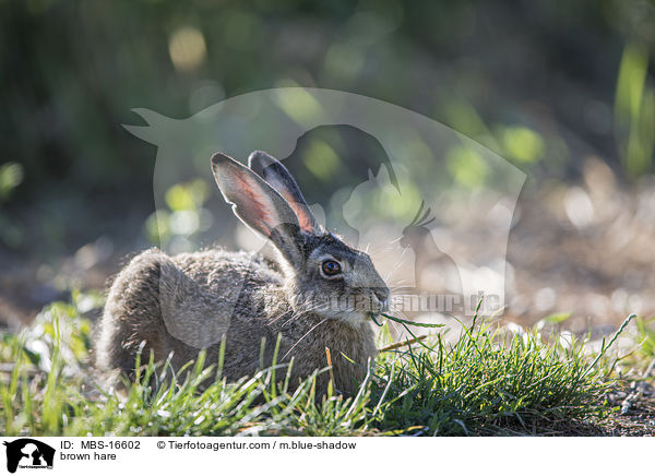 brown hare / MBS-16602