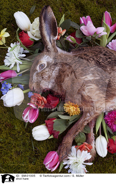 geschossener Hase / shot hare / SM-01005