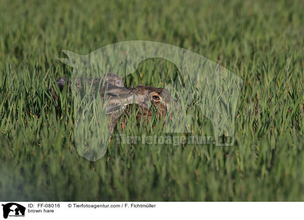 brown hare / FF-08016