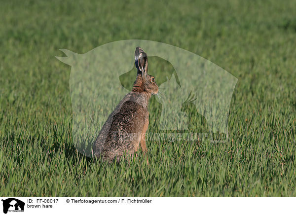 brown hare / FF-08017