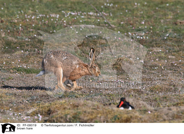 Feldhase / brown hare / FF-08019