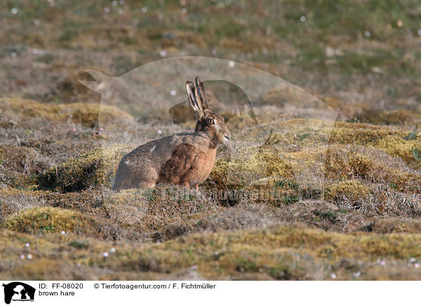 brown hare / FF-08020