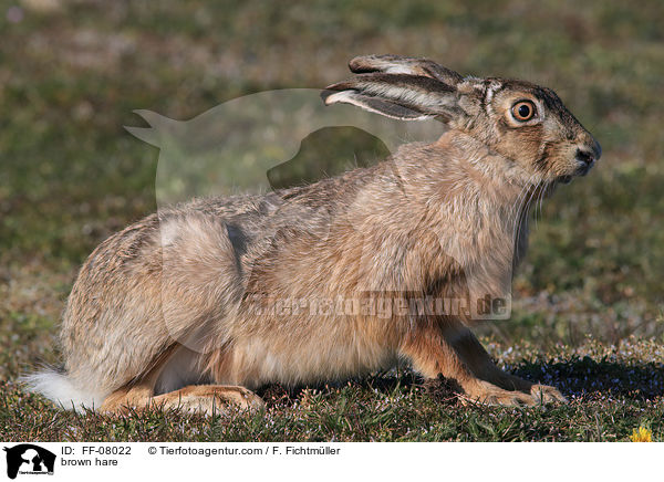 brown hare / FF-08022