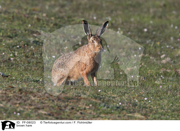 brown hare / FF-08023