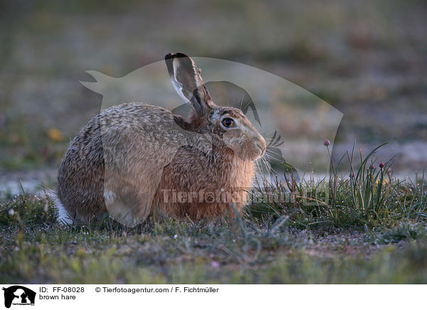 brown hare / FF-08028