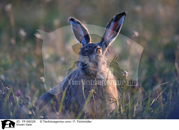brown hare / FF-08029