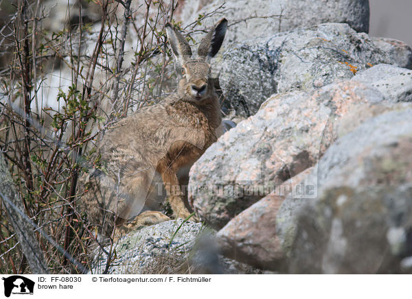 brown hare / FF-08030